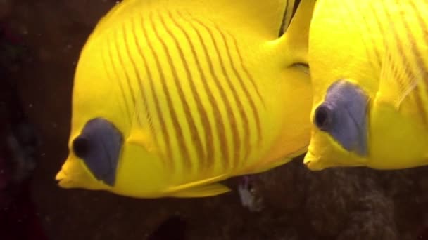 Bright yellow fish underwater on background of coral in Red sea. — Stock Video