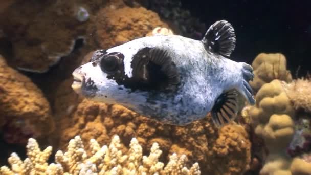Kirpi balığı balık suyun altında Red Sea'deki/daki mercan. — Stok video