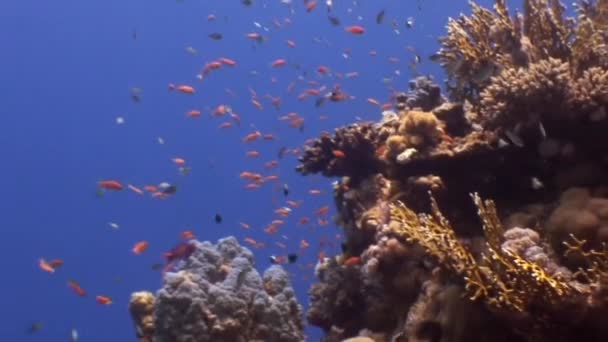 Escuela de peces bajo el agua en el fondo de coral en el Mar Rojo . — Vídeo de stock