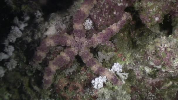 Echinus riccio di mare sott'acqua in cerca di cibo nel Mar Rosso . — Video Stock