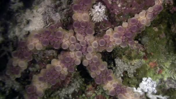 Zee-egels echinus onderwater op achtergrond mariene landschap in de rode zee. — Stockvideo