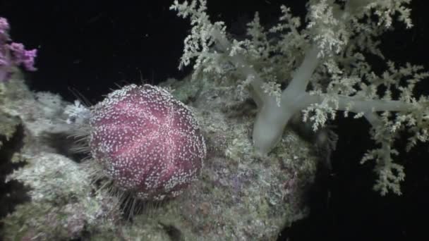 Erizo de mar echinus bajo el agua en el paisaje marino de fondo en el Mar Rojo . — Vídeos de Stock