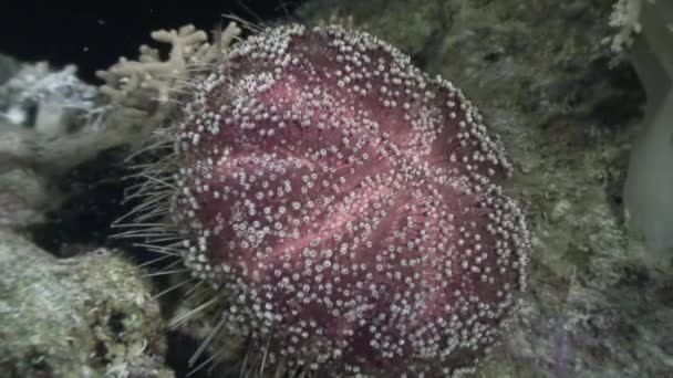 Sea urchin echinus underwater in search of food in Red sea. — Stock Video