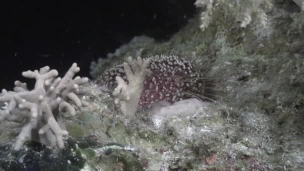 Erizo de mar echinus bajo el agua en el paisaje marino de fondo en el Mar Rojo . — Vídeo de stock