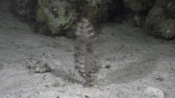Sea pens underwater on background marine landscape in ocean. — Stock Video