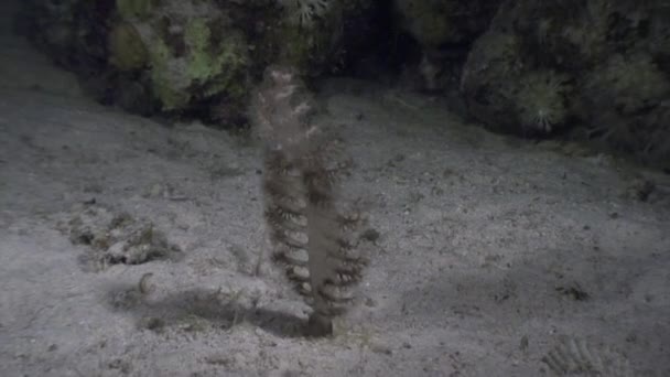 Plumas marinas bajo el agua en el fondo paisaje marino en el océano . — Vídeo de stock