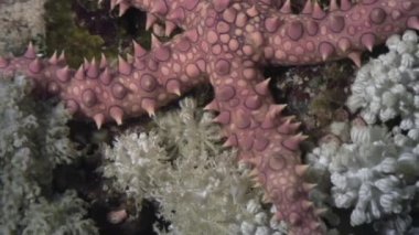 Deniz yıldızı arka plan deniz manzara Red Sea'deki/daki sualtı.