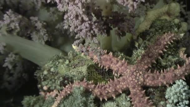 Estrella de mar bajo el agua sobre fondo del fondo marino en el océano . — Vídeos de Stock
