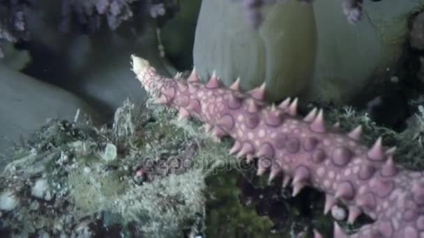Αστερίες υποβρύχια σε φόντο του πυθμένα στον ωκεανό. — Αρχείο Βίντεο