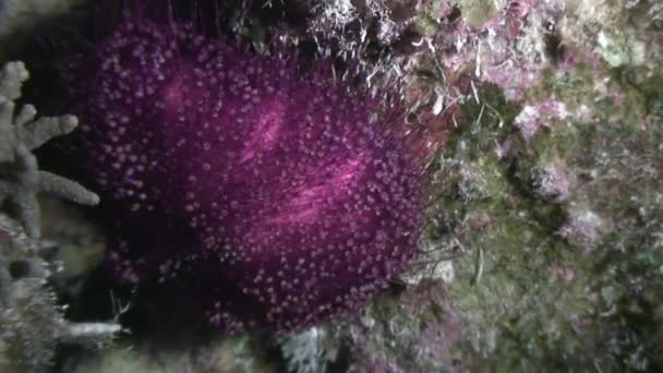 Erizo de mar echinus bajo el agua en el Mar Rojo . — Vídeo de stock