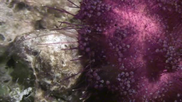 Erizo de mar echinus bajo el agua en el paisaje marino de fondo en el Mar Rojo . — Vídeos de Stock