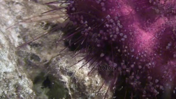 Sea urchin echinus underwater in Red sea. — Stock Video