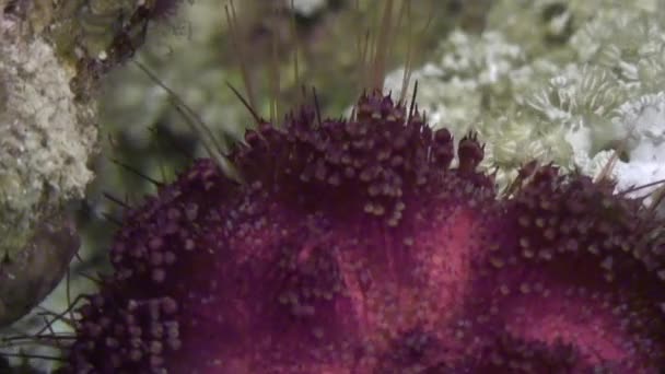 Mořský ježek echinus pod vodou na pozadí Mořské krajiny v Rudém moři. — Stock video