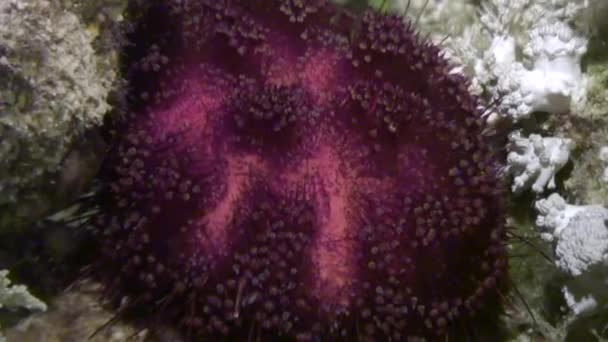 Oursin échinus sous-marin en Mer Rouge . — Video