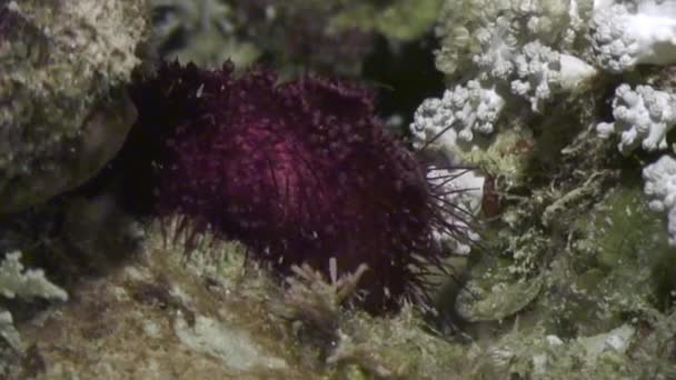 Sea urchin echinus underwater on background marine landscape in Red sea. — Stock Video