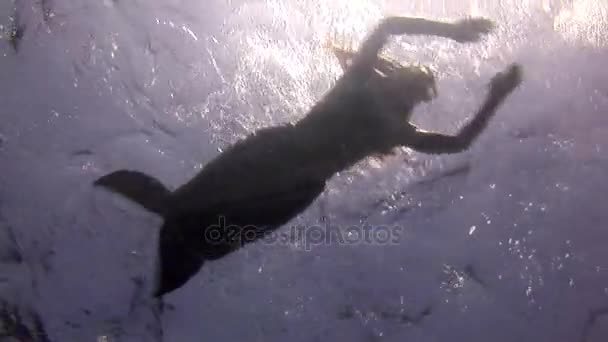 Підводний модель в костюмі русалка позують для камери в Червоному морі. — стокове відео