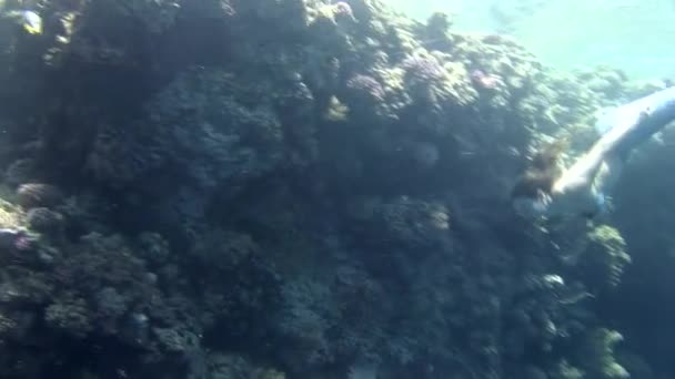 Onderwater model gratis duiker zwemt in schone transparant blauw water in de rode zee. — Stockvideo