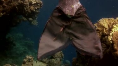 Sualtı modeli ücretsiz diver Kızıldeniz temiz şeffaf mavi suda yüzüyor.