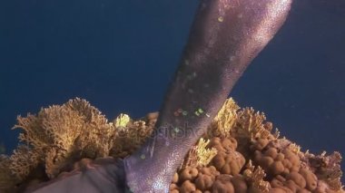 Deniz kızı kostümlü Red Sea'deki/daki sualtı modeli ücretsiz diver yüzüyor.