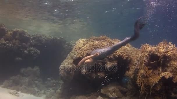 Unterwassermodell Freitaucher schwimmt im Meerjungfrauen-Kostüm im roten Meer. — Stockvideo