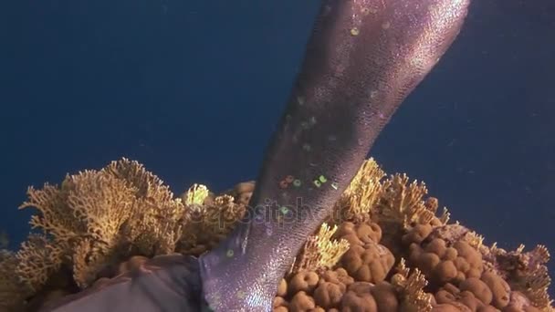 Onderwater model gratis duiker zwemt in zeemeermin kostuum in de rode zee. — Stockvideo