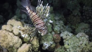 Scorpionfish sualtı mercan Red Sea'deki/daki kumlu altta.