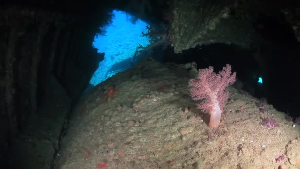 Kameraman potápěč plavání v lodi vrak hluboko pod vodou v Rudém moři. — Stock video