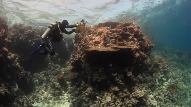 Cameraman duiker scheuten van school van diep onderwater vissen in de rode zee. — Stockvideo