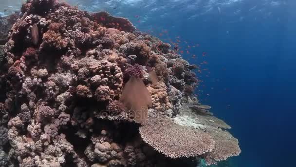Escuela de peces en el fondo paisaje submarino en el Mar Rojo . — Vídeo de stock