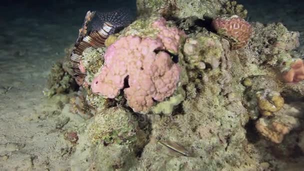 Scorpionfish dans les coraux sur fond paysage sous-marin en mer Rouge . — Video