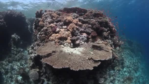 Escuela de peces en el fondo paisaje submarino en el Mar Rojo — Vídeo de stock