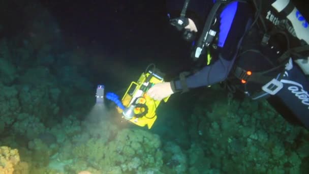 Camarógrafo dispara escorpión bajo el agua en fondo arenoso en el Mar Rojo . — Vídeo de stock