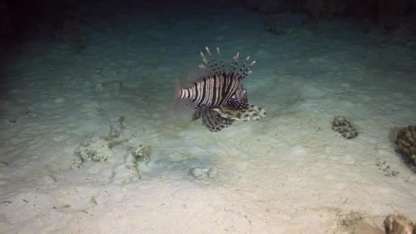 Scorpionfish pod wodą, na tle krajobrazu morskich w Morzu Czerwonym. — Wideo stockowe