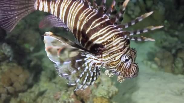 Pez escorpión bajo el agua sobre el paisaje marino de fondo en el Mar Rojo . — Vídeos de Stock
