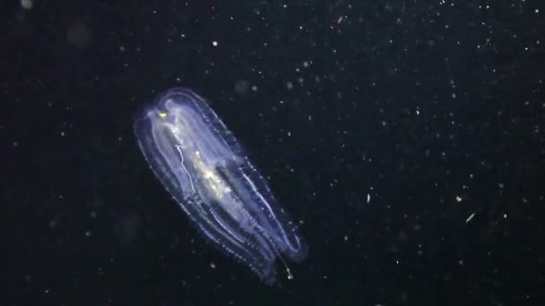 Luminescent jellyfish underwater in Red sea. — Stock Video
