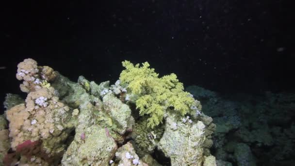 Зелений м'які корали на піщаним дном глибоко під водою в Червоному морі. — стокове відео