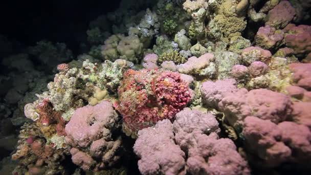 Rote Korallen auf sandigem Grund tief unter Wasser im ägyptischen Meer. — Stockvideo