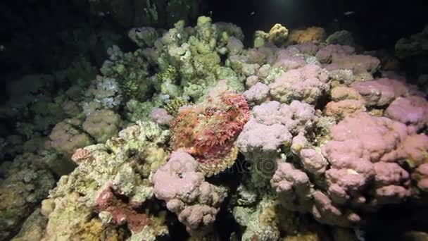 Červené korály na písčitém dně hluboko pod vodou v Egyptě moře. — Stock video