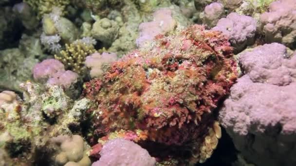 Czerwone korale na piaszczystym dnie głęboko pod wodą w morzu Egiptu. — Wideo stockowe