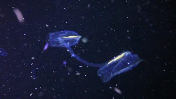 Medusas brilhantes subaquáticas no mar Vermelho . — Vídeo de Stock