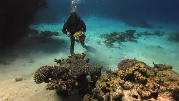 카메라 맨 다이 버 홍 해 깊은 수 중 모래 바닥에 수영. — 비디오