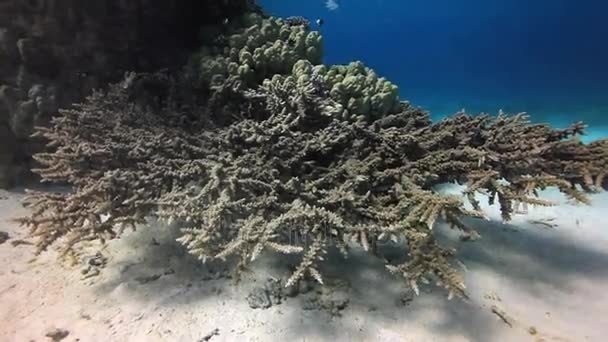 Red Sea'deki/daki derin sualtı mercan. — Stok video