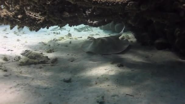 Prickig stingray i coral djupt under vattnet i Röda havet. — Stockvideo