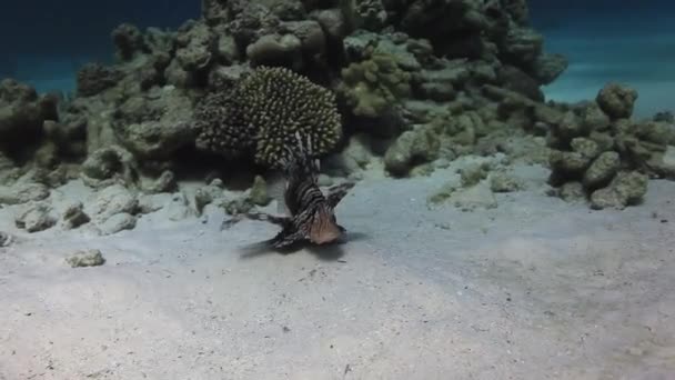 Scorpionfish onderwater op achtergrond mariene landschap in de rode zee. — Stockvideo