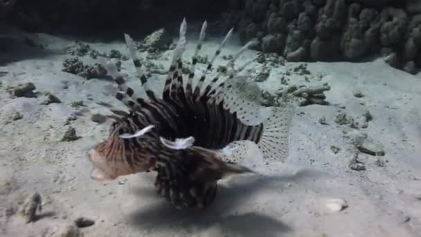 Scorfano sott'acqua su fondo sabbioso su sfondo paesaggio in Mar Rosso . — Video Stock