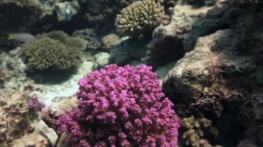 Kumlu altındaki derin sualtı Kızıldeniz renkli mercan.