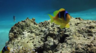 Anemon aktinyum ve Red Sea'deki/daki suyun altında palyaço balığı.
