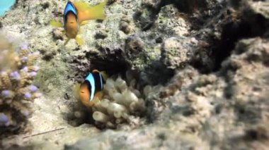 Anemon aktinyum ve Red Sea'deki/daki suyun altında palyaço balığı.
