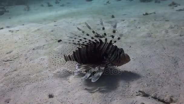 Scorpionfish подводные на песчаном дне на фоне пейзажа в Красном море . — стоковое видео