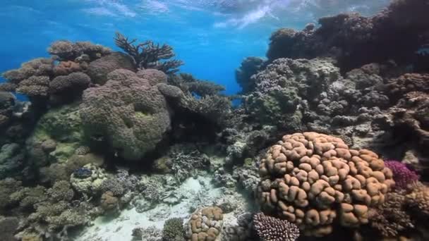 Kleurrijke koraal op zanderige bodem diep onderwater in de rode zee. — Stockvideo
